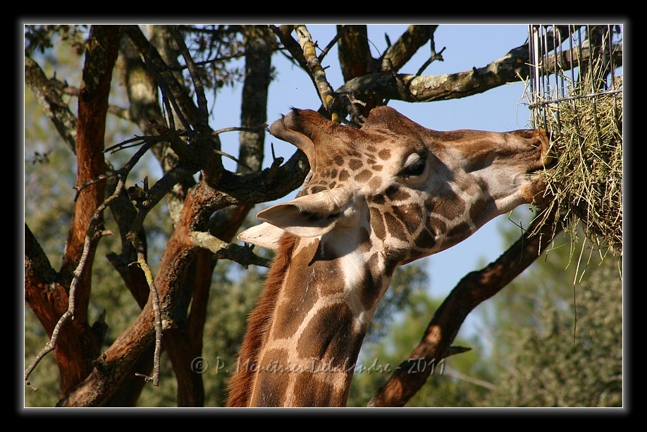 Girafe en Kit...