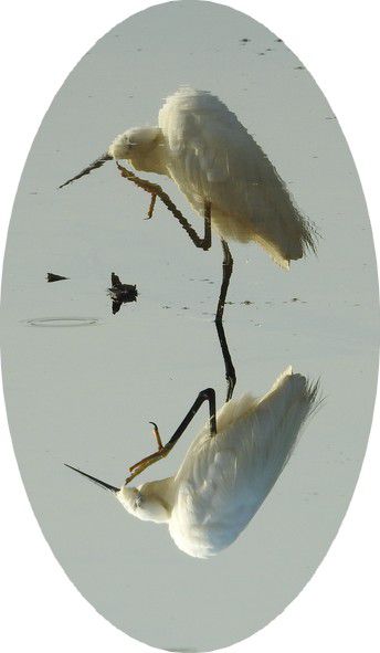 Elégante aigrette, même ébouriffée...