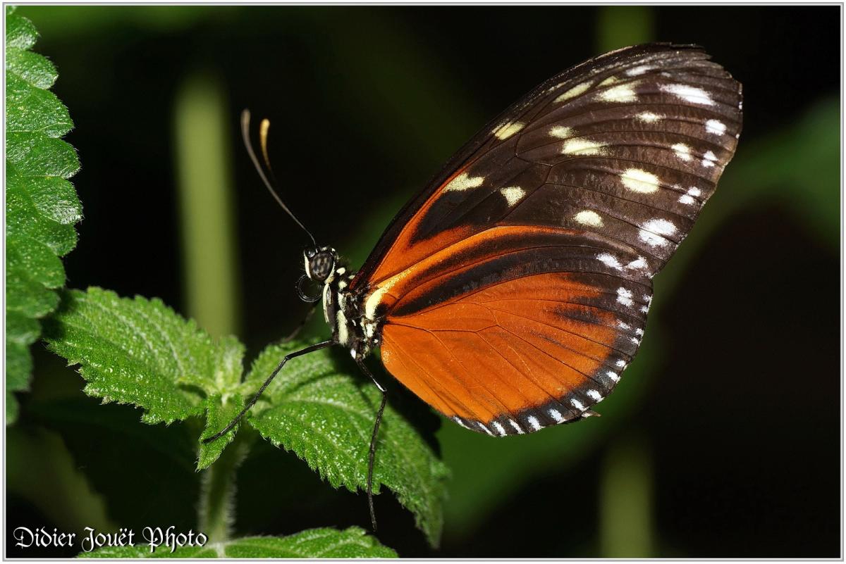 Hecalé (3) - Heliconius hecale