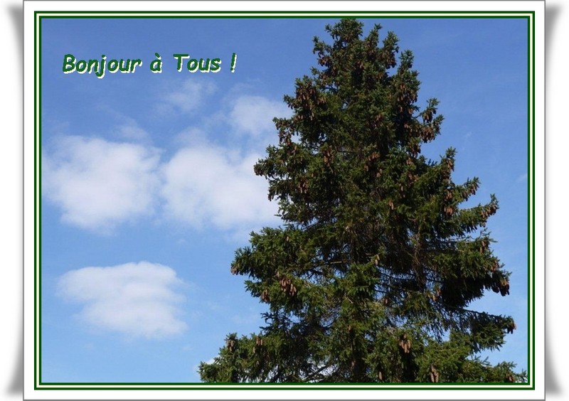 Magnifiques conifères ...