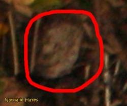 La Page de Nathalie Hayes