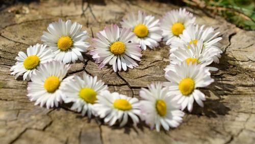 Les abeilles