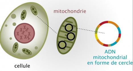 2 - Les marqueurs génétiques humains