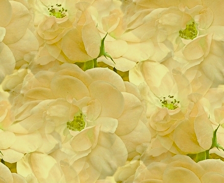 Fleurs - Grands motifs