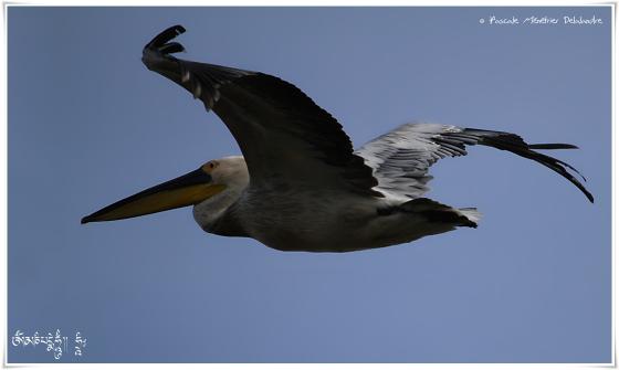 Pélican dans le ciel de Camargue