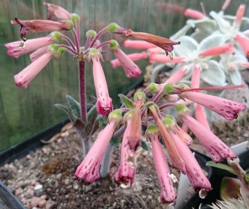 Fleurs cultivées :  Sinningia leucotricha 