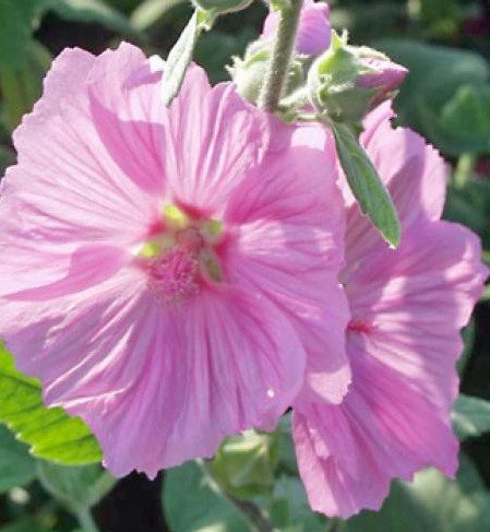 Fleurs cultivées : Lavatère