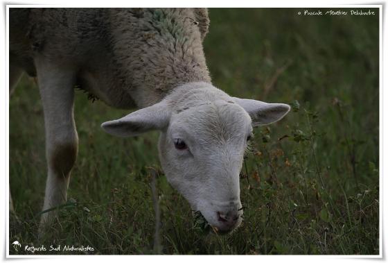 Le bonheur est dans le pré pour les Brebis et le Bélier
