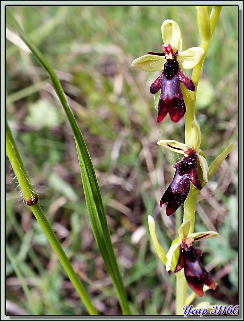 Orchidée Ophrys mouche (Ophrys insectifera) - Liéoux - 31  (Flore) 