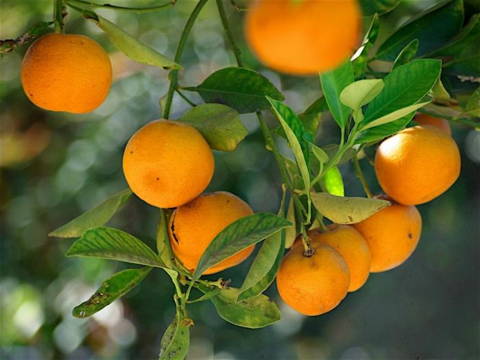 Arbre fruitier : Mandarinier