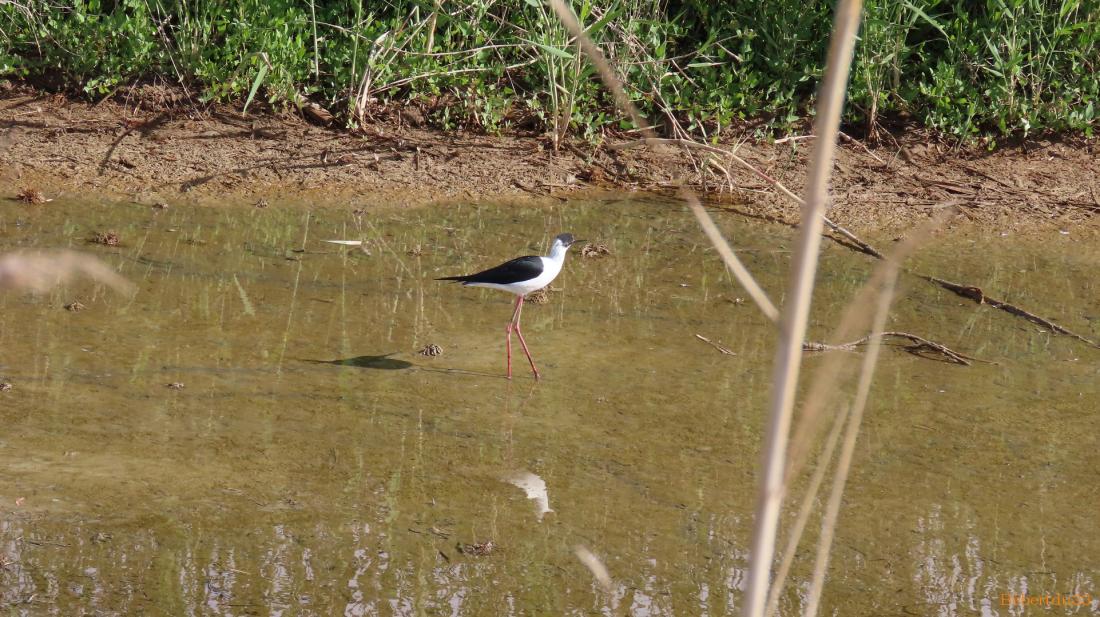 le parc naturel de l'Ebre