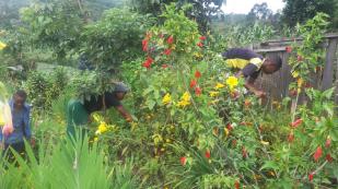 News 2 Kivu