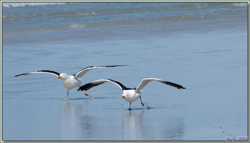 L'envol des Goélands dominicains (Larus dominicanus) - Volunteer Point - Falkland Islands, Iles Malouines, Islas Malvinas