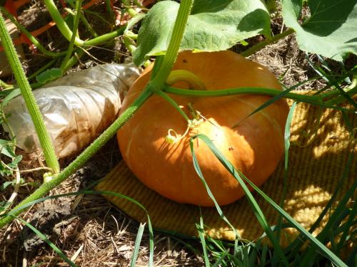 Les dernières heures du jardin....
