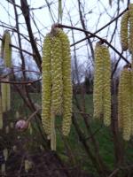 La randonnée de la Galette du 6 janvier 2013