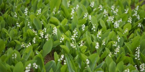 Fleurs cultivées : Muguet