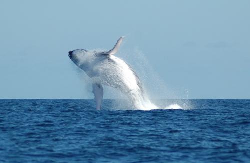 Les baleines : les 10 records