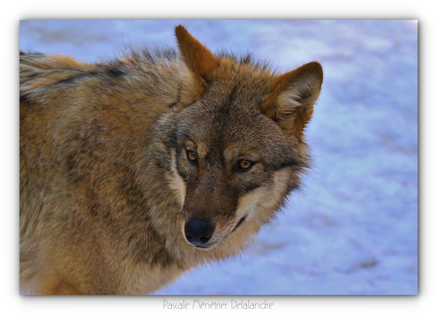 Portraits de Loups gris