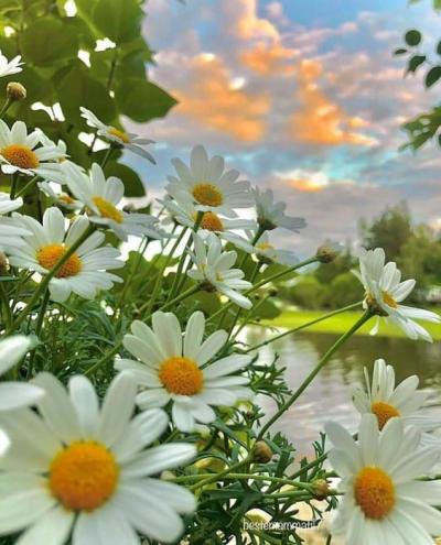 Bouquets marguerites(2)
