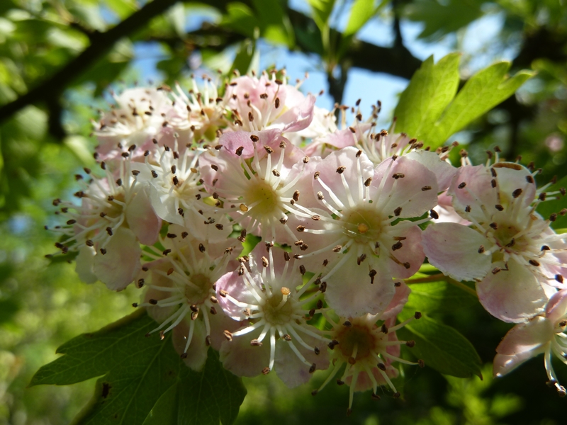 Le printemps de "l'aubépine" ...