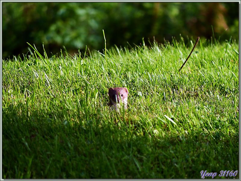Belette (Mustela nivalis) sortant son nez d'un trou de campagnol - Lartigau - Milhas - 31