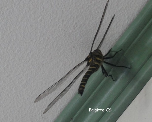 libellule06