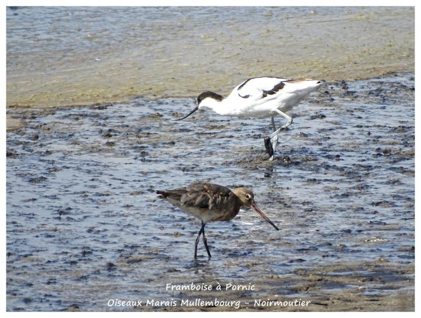 Noirmoutier - Avocette - barge à queue noire - septembre 2017
