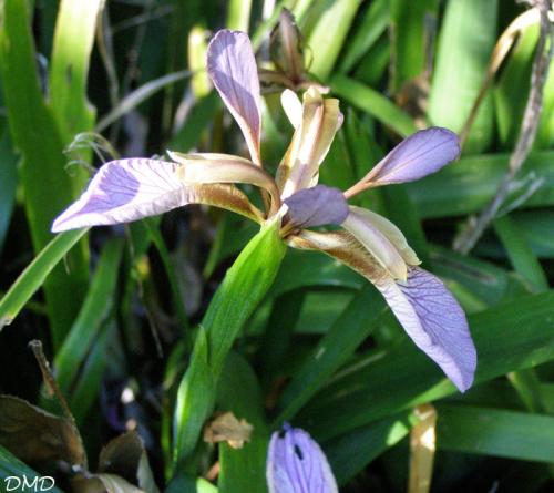 Iris foetidissima  -  iris fétide - iris gigot