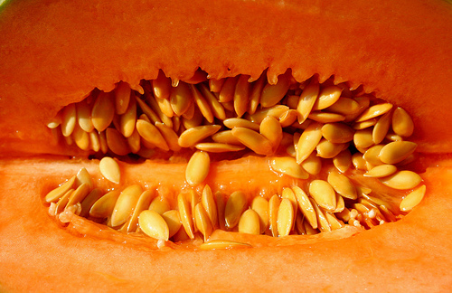 CC : robpatrick faux melon charentais produit des charentes france