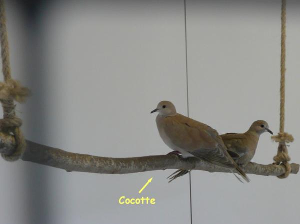 Cocotte, tourterelle rieuse (2)