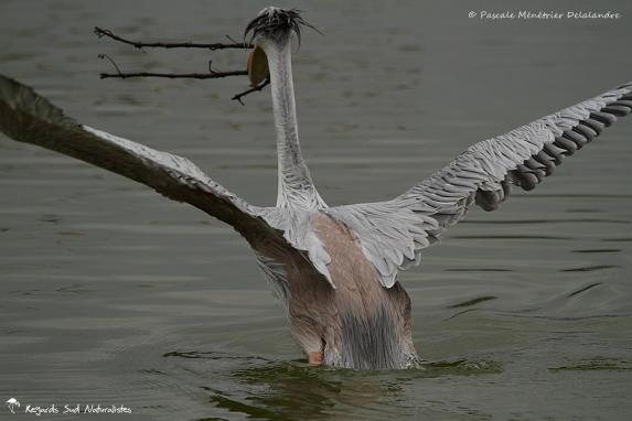 Pélican gris (ou Pélican à dos rosé)