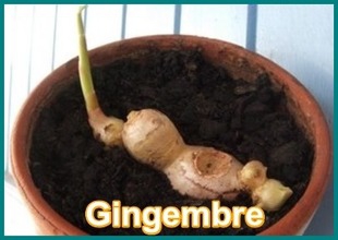 Notre Jardin.