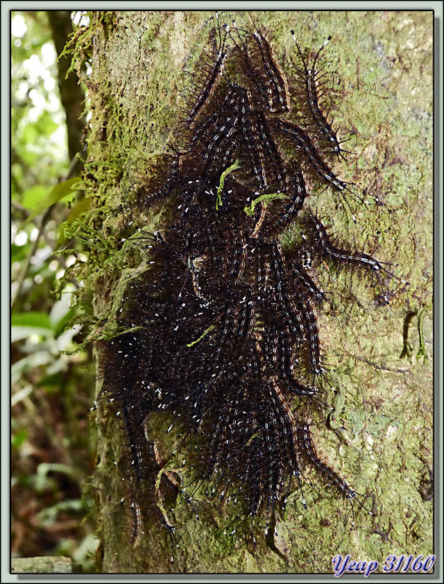 Blog de images-du-pays-des-ours : Images du Pays des Ours (et d'ailleurs ...), Chenilles réactives à la voix - Puerto Viejo de Sarapiqui - Costa Rica