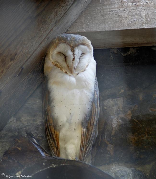 Chouette effraie