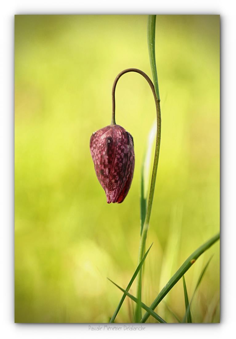 Fritillaires pintades