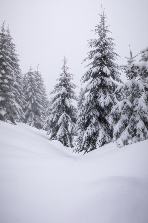 Forêt du Jura
