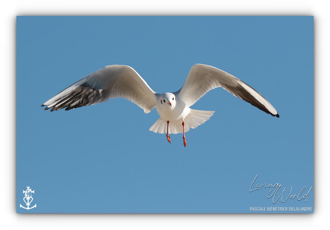 Dans le sable, dans l'eau ou dans les airs... seule ou en groupe.