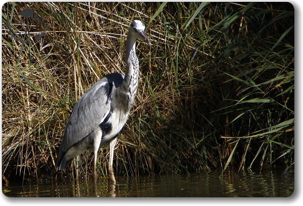 Héron cendré (Etang du Prévost - Hérault)
