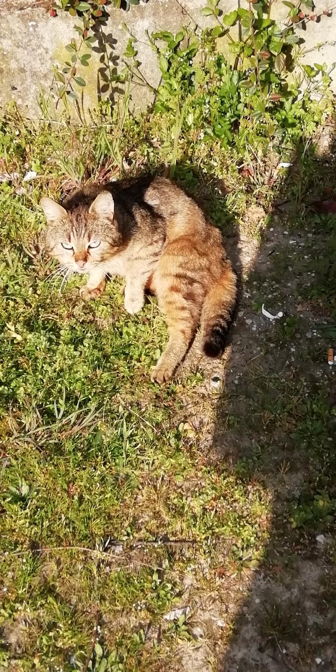  Agir et penser comme un chat (17)