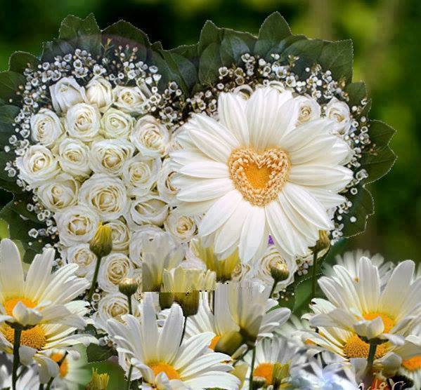 Coquette marguerite ...