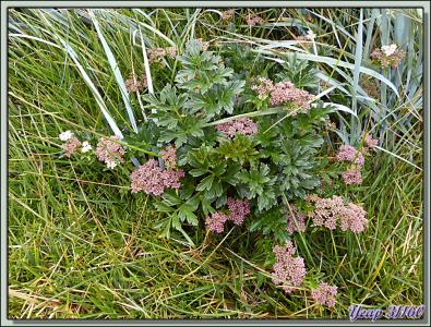 Trois plantes qui changent du tussock et de l'herbe bleue! - New Island - Falkland Islands, Iles Malouines, Islas Malvinas
