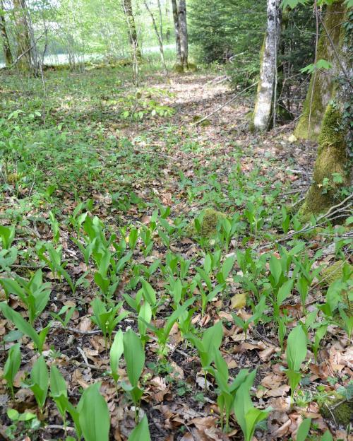 Fleurs cultivées : Muguet