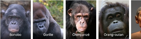 Des grands singes à l'hum.jpg