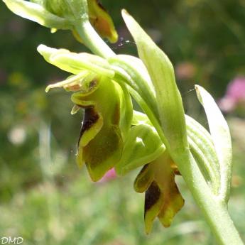 Ophrys aymoninii  -  ophrys d'Aymonin*