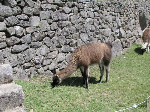 Voyage au Pérou août 2009, Cusco, Machu Picchu 2/2