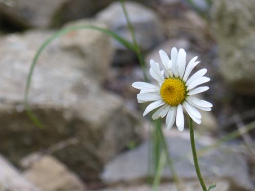 Fleurs du Champsaur