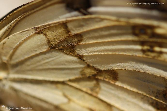 Échiquier de l'Ibérie - Melanargia lachesis - Nymphalidae