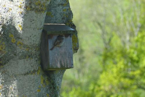 Moineau :