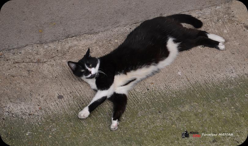 Les chats de ma voisine et poèmes