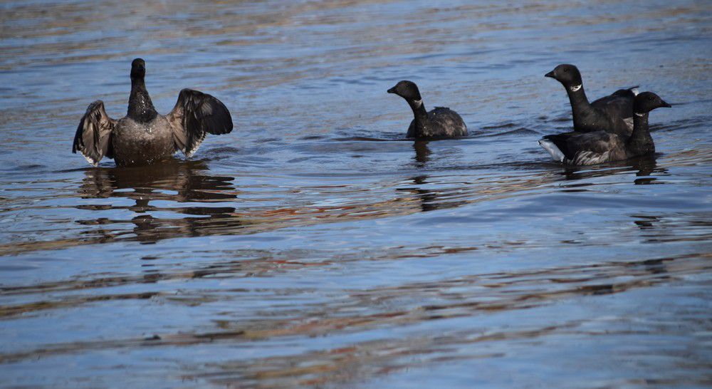 Oies bernaches près de la jetée d'Arès - février 2024...